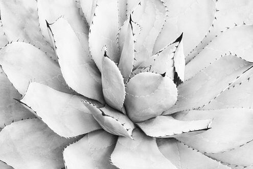agave-5281198__340