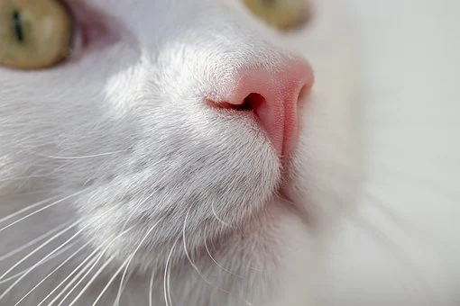 cat-9355075__340